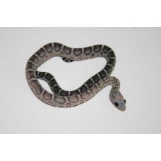 Guttata scaleles anery - Phanterophis guttatus - serpiente del maíz sin escamas